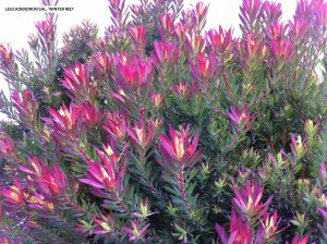 Leucadendron salignum 'Winter Red' - blossom 1